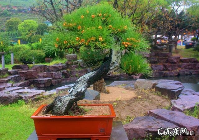 松花粉酿酒 贵州松花粉怎么做