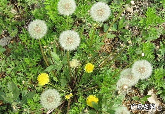 干燥的春天比较适合饮用哪种茶