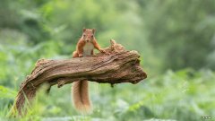 请问艾索美拉的使用方法还有用法是怎样