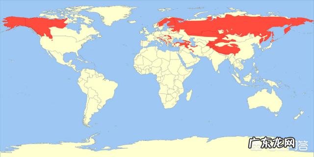 成年狸花猫能打的过同体型的小老虎吗,为什么