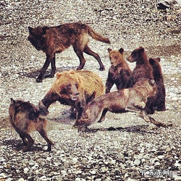 成年狸花猫能打的过同体型的小老虎吗,为什么