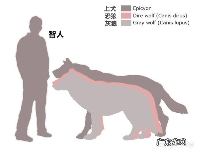 成年狸花猫能打的过同体型的小老虎吗,为什么