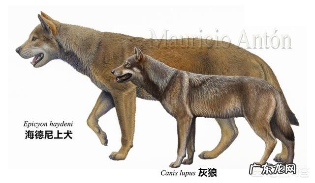 成年狸花猫能打的过同体型的小老虎吗,为什么