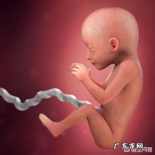 怀孕两个多月时,胎儿长什么样