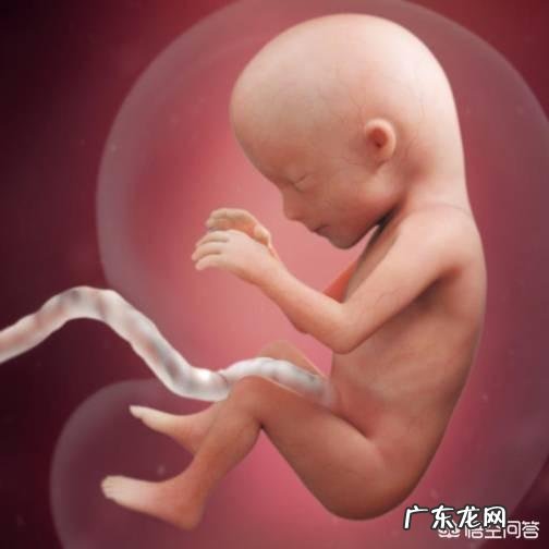 怀孕两个多月时,胎儿长什么样