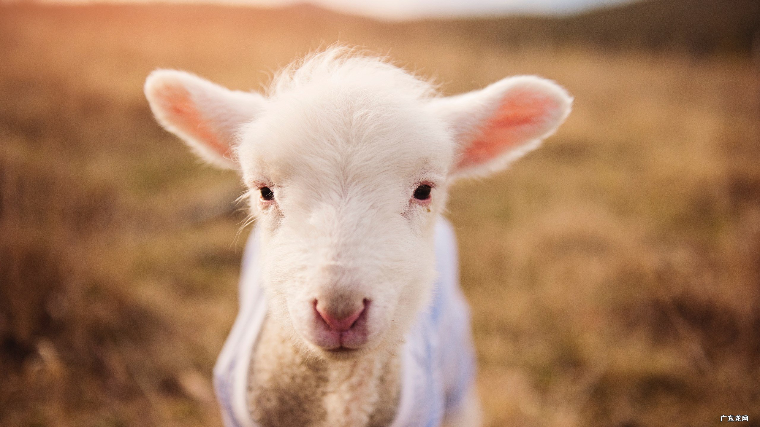 鲁迅小说风波的艺术特点是什么