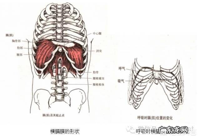 俯卧撑呼吸正确方法是什么