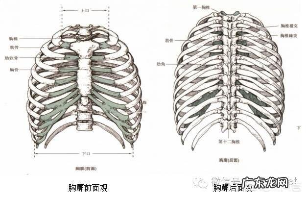 俯卧撑呼吸正确方法是什么