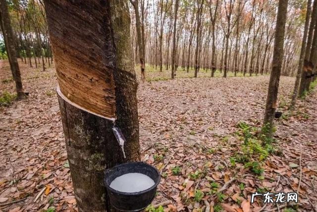 蛇的报复心有多强,你见过蛇报复人类的吗