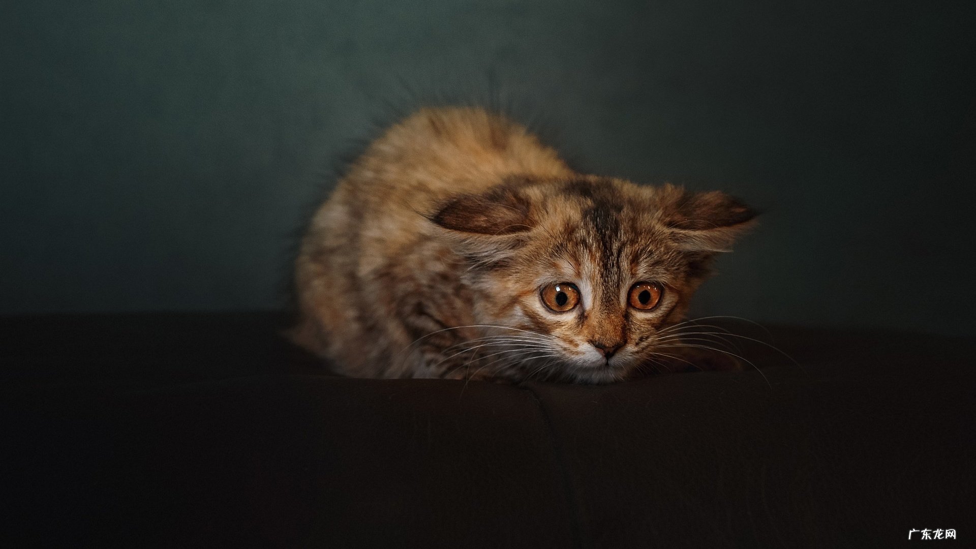 生完孩子后发胖肚子和腰的肉怎么减掉