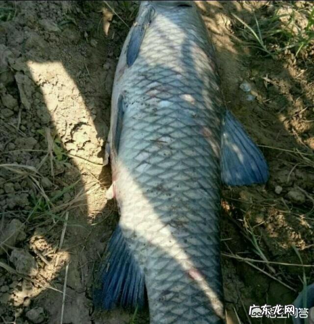 十几斤重的野生青鱼,有没有青鱼石值不值得收藏