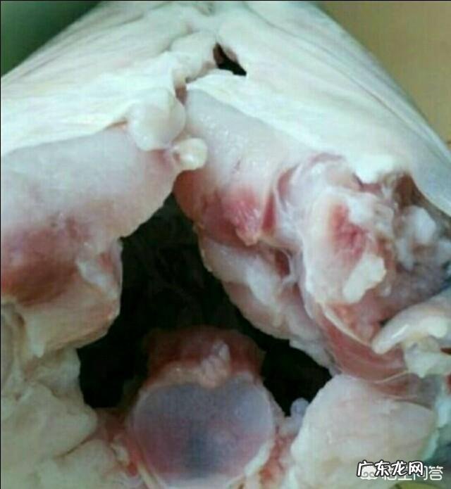 十几斤重的野生青鱼,有没有青鱼石值不值得收藏