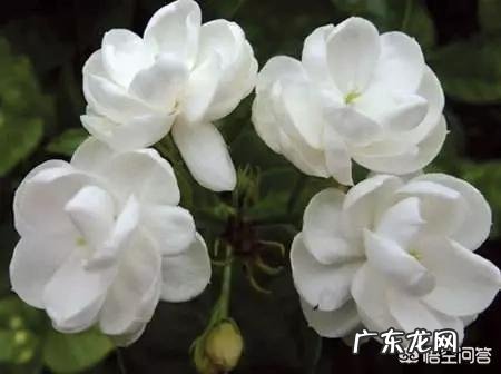 北方人为什么喜欢喝茉莉花茶花茶有什么好处