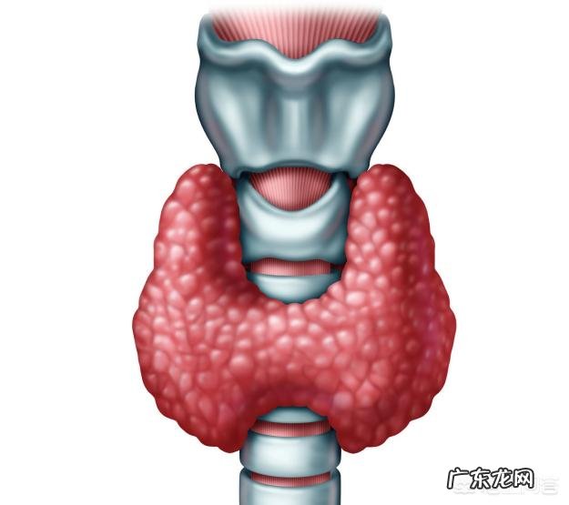 我是甲减患者,应注意哪些方面