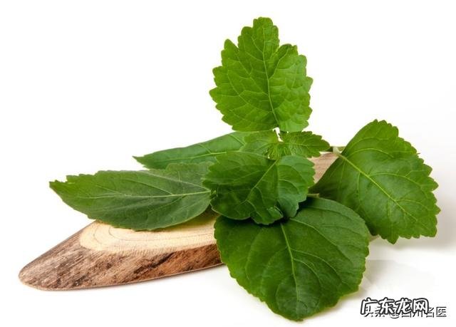 喝藿香正气水能治愈中暑吗 如何用藿香正气水防止中暑