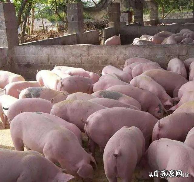 育肥猪一天喂两顿或三顿日增重是一样的吗