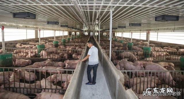 育肥猪一天喂两顿或三顿日增重是一样的吗