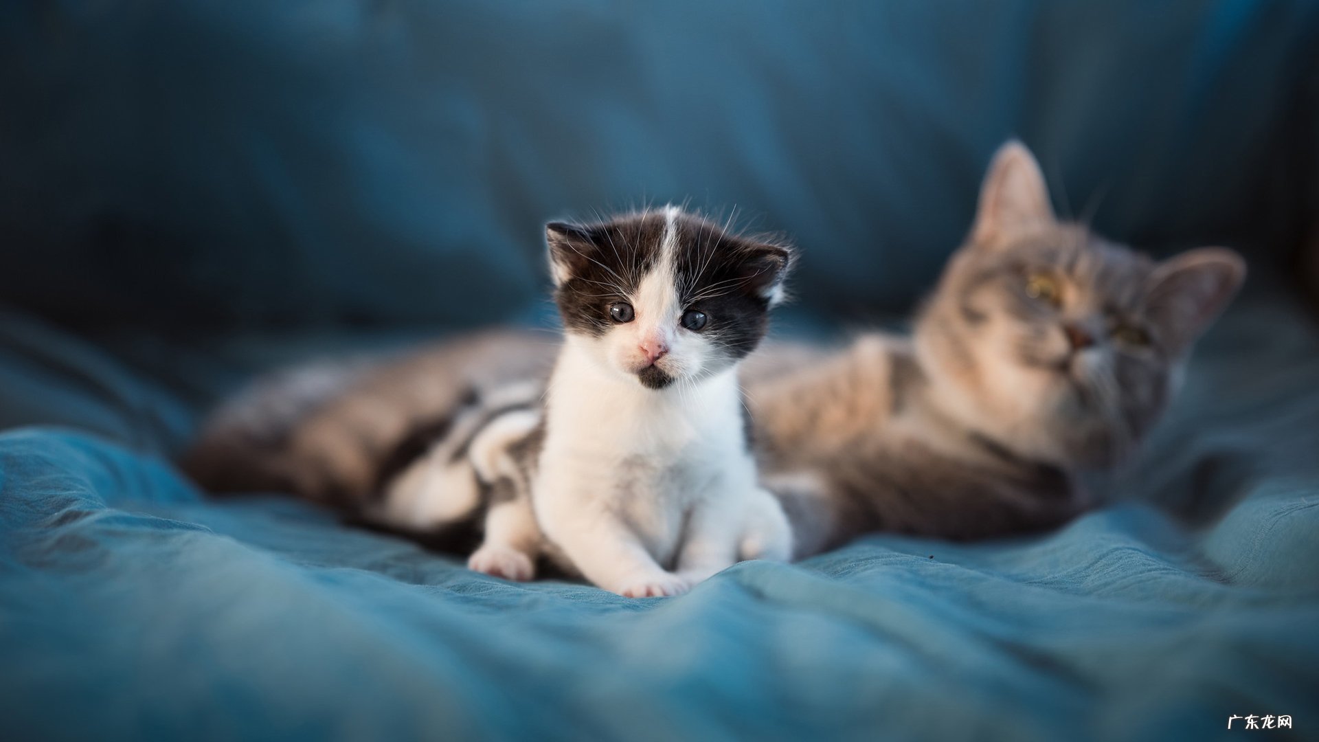 如何能在5天内，减肥，要科学的讲的简单点