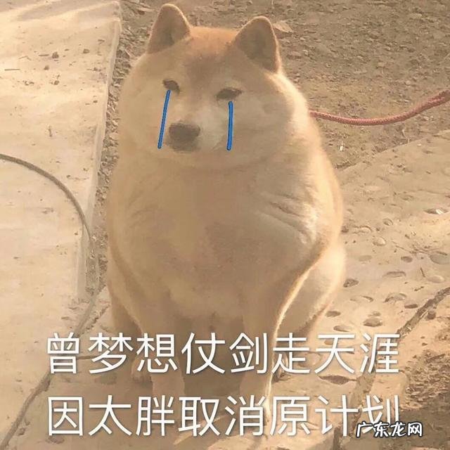 为什么减肥越减越肥,是不是定力不够