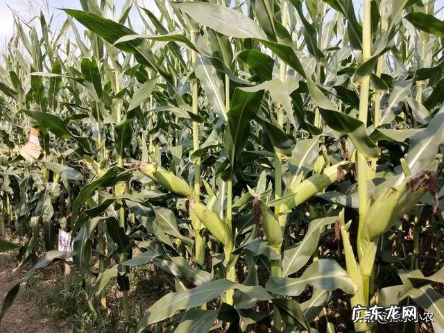 2021辛丑牛年,最火爆的玉米种子是啥