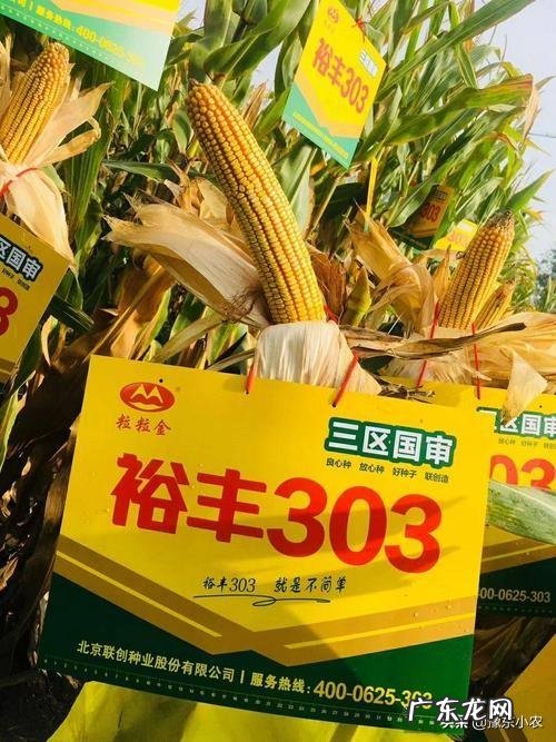 2021辛丑牛年,最火爆的玉米种子是啥