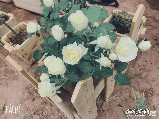 吃剩的香蕉皮可以熬制成花肥吗