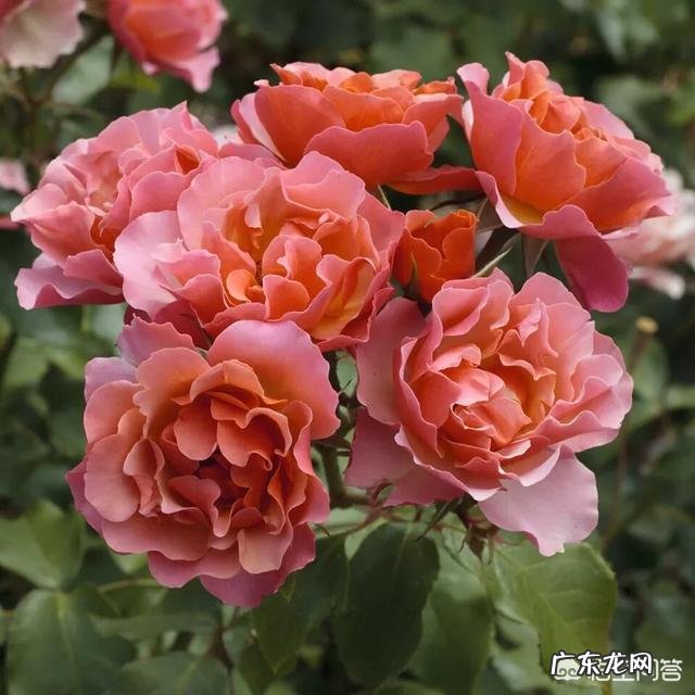 吃剩的香蕉皮可以熬制成花肥吗