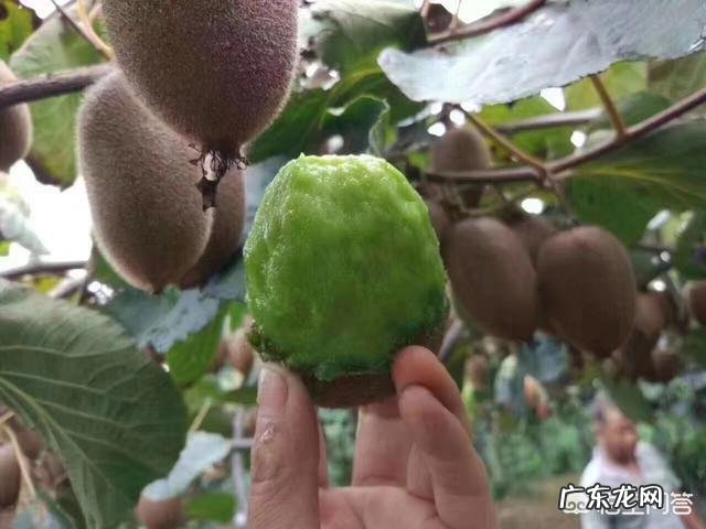 红心猕猴桃怎么去皮更简单，怎么吃更有食欲