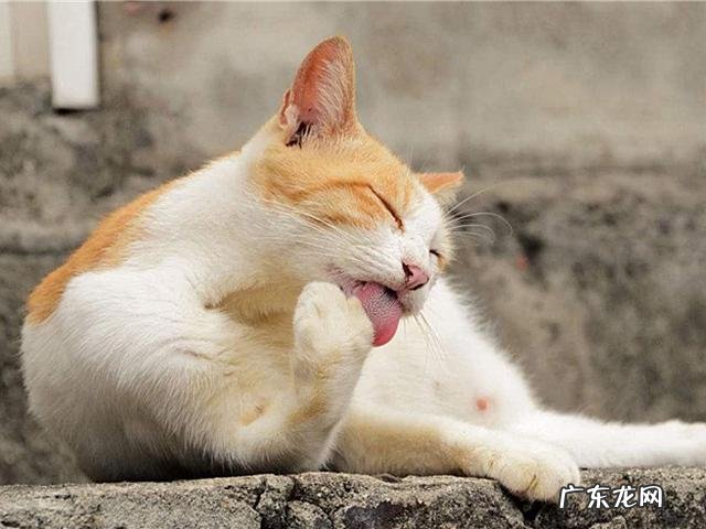 橘猫吃了化毛膏之后，吐了三天的毛球正常吗