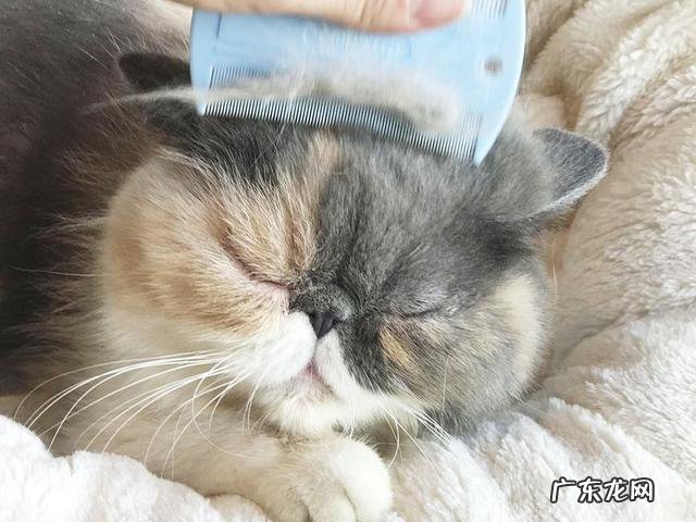 橘猫吃了化毛膏之后，吐了三天的毛球正常吗