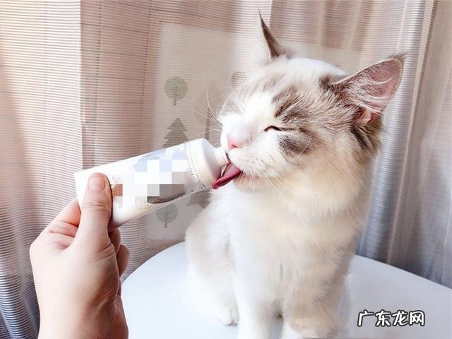 橘猫吃了化毛膏之后，吐了三天的毛球正常吗