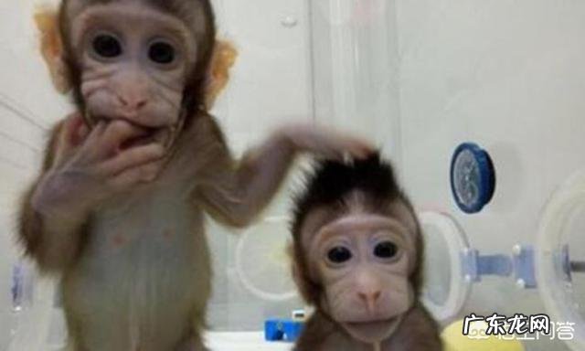 科学家发现动物也有人类基因，这是为什么呢