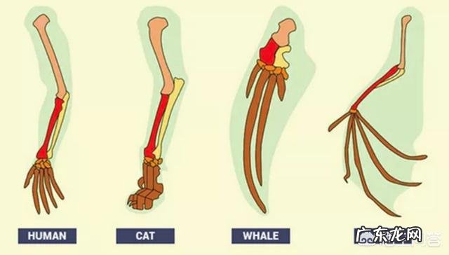 科学家发现动物也有人类基因，这是为什么呢