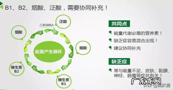 维生素b族的功能与主治 维生素b族片