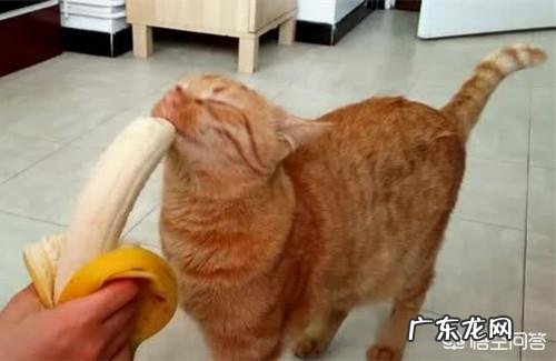 怎么给猫按摩才能促进排便