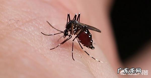 蚊子那么小,为什么发出的声音却那么大