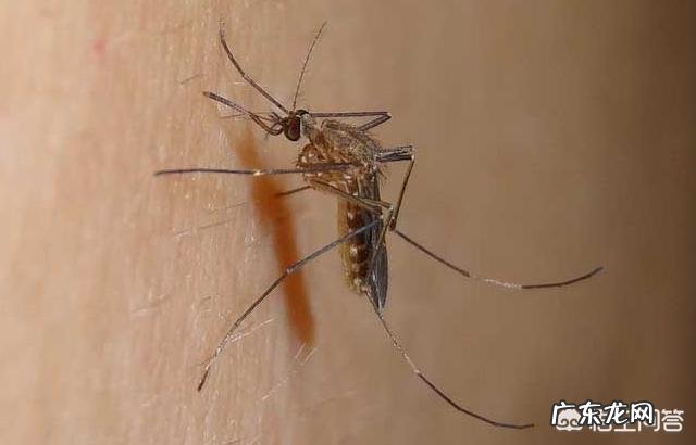 蚊子那么小,为什么发出的声音却那么大