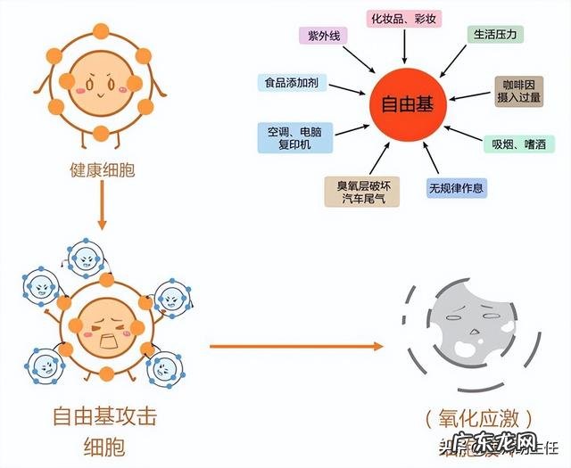 每天吃维生素c的利弊 每天吃一片维生素c的好处与坏处