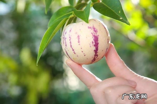 番茄和柠檬哪个维生素c多 100g柠檬和大白菜维生素c谁高