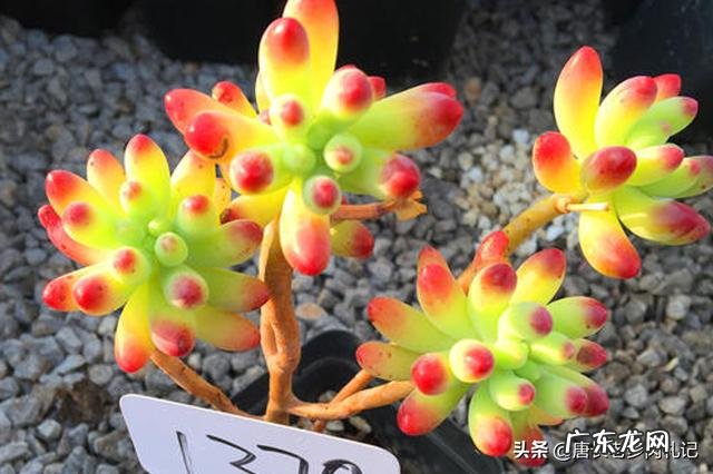 有些减肥药老让我拉肚子,哪种是绿色减肥产品 全身减肥