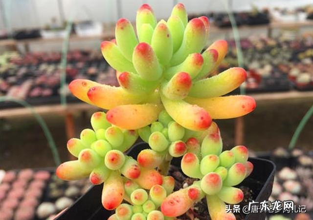 有些减肥药老让我拉肚子,哪种是绿色减肥产品 全身减肥