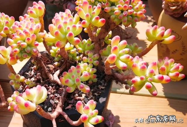 有些减肥药老让我拉肚子,哪种是绿色减肥产品 全身减肥