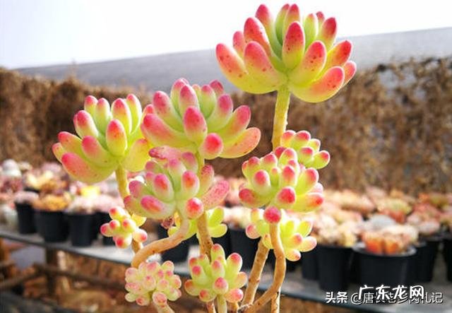 有些减肥药老让我拉肚子,哪种是绿色减肥产品 全身减肥