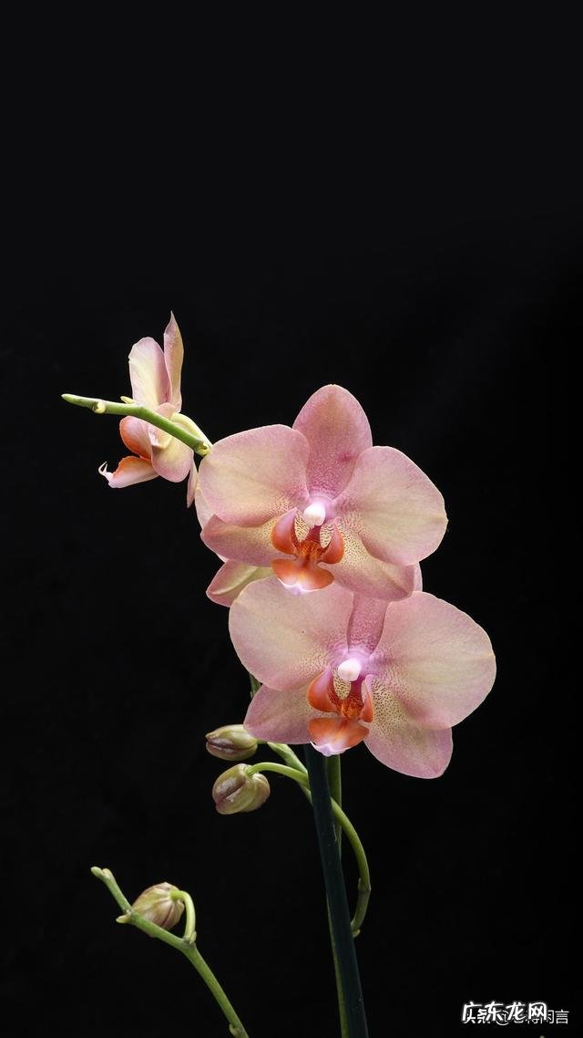 有人说张云雷的相声不好笑，你怎么评价