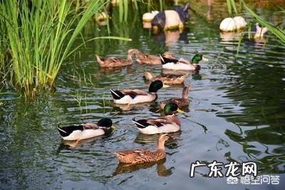 如果长期吃鱼,人会变瘦吗