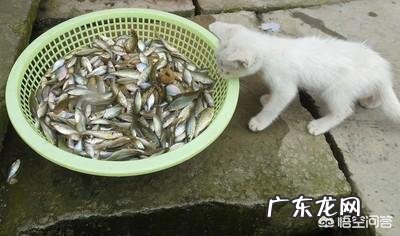 如果长期吃鱼,人会变瘦吗