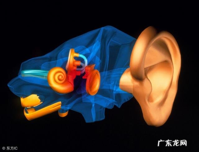 为什么有的人耳屎是干的，有的人耳屎却是湿的