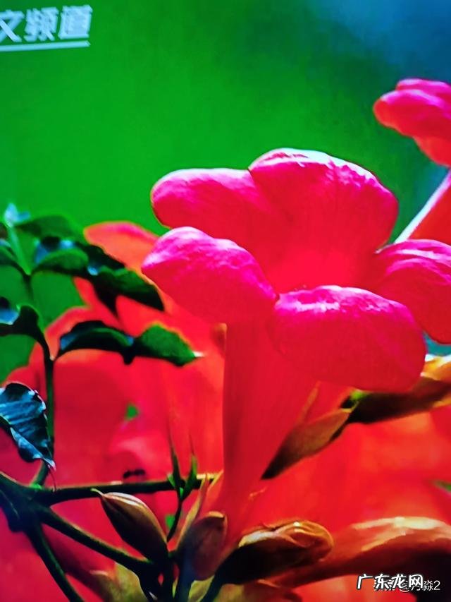 当你的老公/男朋友知道你怀孕是什么反应