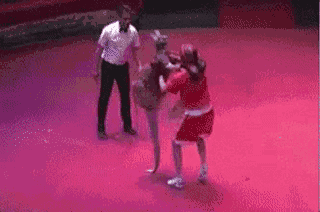 同等量ji的成年袋鼠与拳击手进行一场拳击比赛,谁会获胜