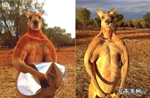 同等量ji的成年袋鼠与拳击手进行一场拳击比赛,谁会获胜